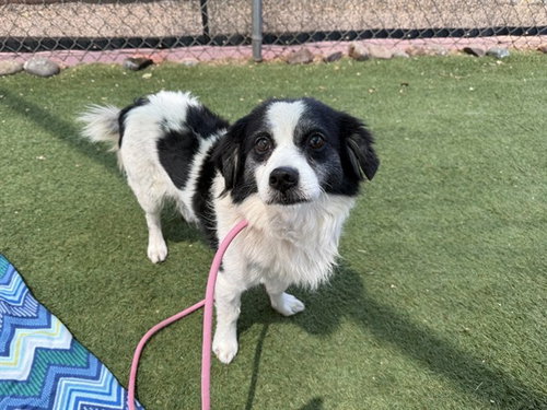 PRINCE, an adoptable Border Collie in Phoenix, AZ