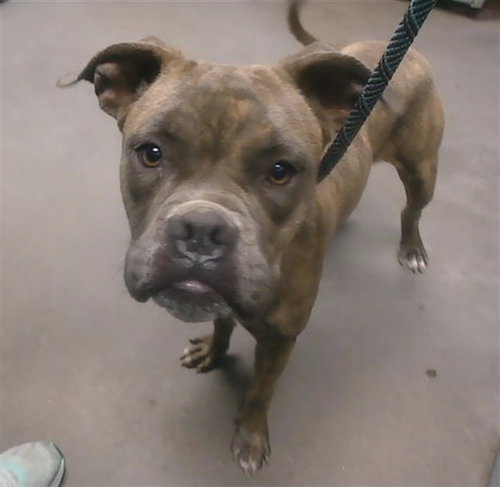 VALENTINA, an adoptable Boxer in Phoenix, AZ