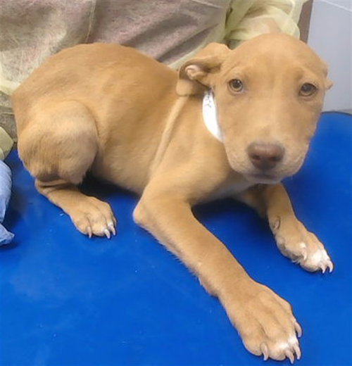 NATE DRAKE, an adoptable American Pit Bull Terrier in Phoenix, AZ
