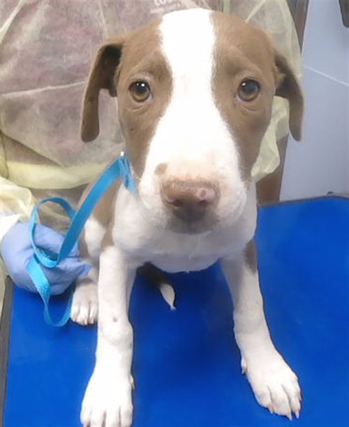 LARA CROFT, an adoptable American Pit Bull Terrier in Phoenix, AZ
