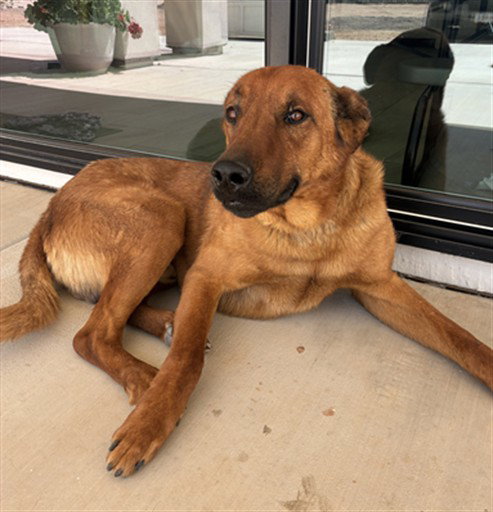 BOOMER, an adoptable Rhodesian Ridgeback in Phoenix, AZ