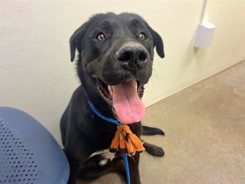 EVERETT, an adoptable Labrador Retriever in Phoenix, AZ