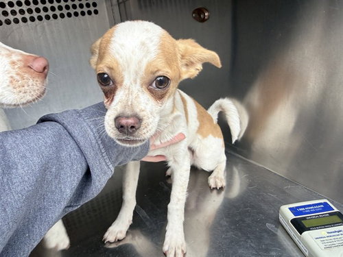 TACO, an adoptable Chihuahua in Phoenix, AZ