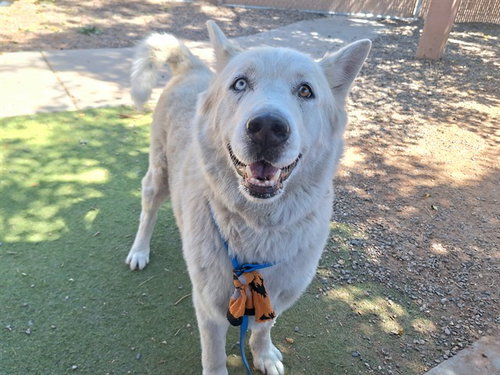 MICHELIN, an adoptable Alaskan Malamute in Phoenix, AZ