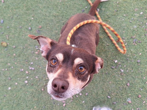 GARLIC BREAD, an adoptable Chihuahua in Phoenix, AZ