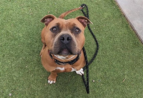 NALA, an adoptable Bulldog in Phoenix, AZ