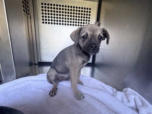 PANINI, an adoptable Pug in Phoenix, AZ