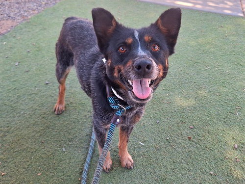 CHERRY, an adoptable Queensland Heeler in Phoenix, AZ
