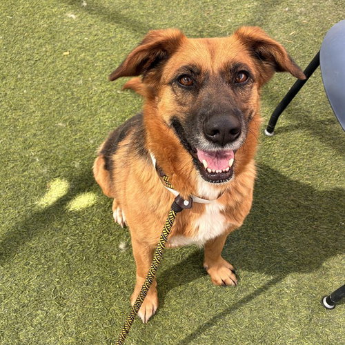 PRINCESS, an adoptable German Shepherd Dog in Phoenix, AZ