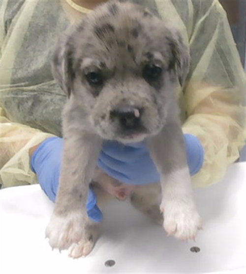 TUMTUM, an adoptable Catahoula Leopard Dog in Phoenix, AZ