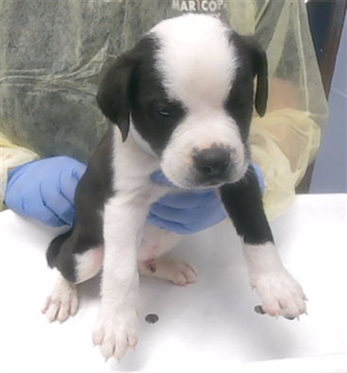 TOMATONATOR, an adoptable Catahoula Leopard Dog in Phoenix, AZ