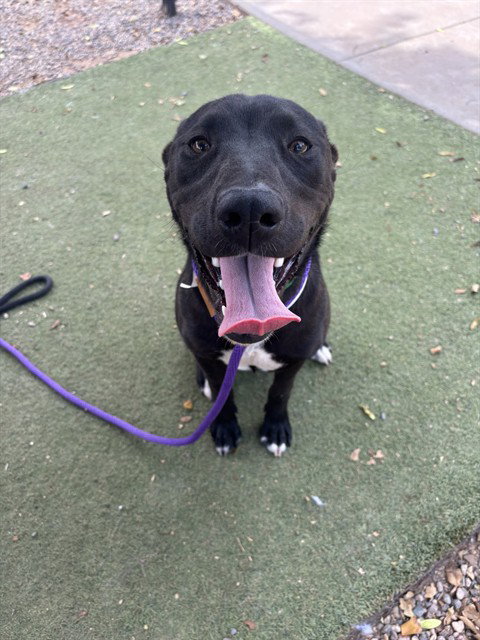 SANDY, an adoptable American Pit Bull Terrier in Phoenix, AZ