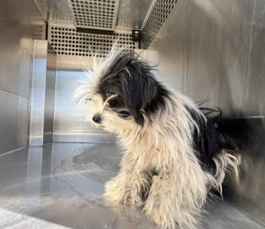 OREO, an adoptable Maltese in Phoenix, AZ