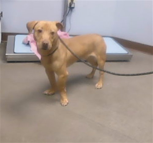 GOLD RUSH, an adoptable Dachshund in Phoenix, AZ