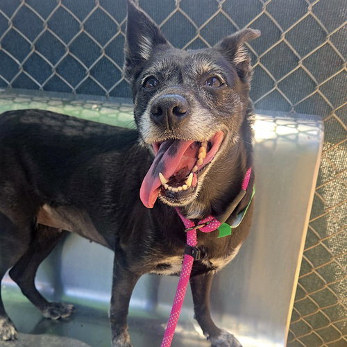 SKITTLES, an adoptable Australian Kelpie in Phoenix, AZ