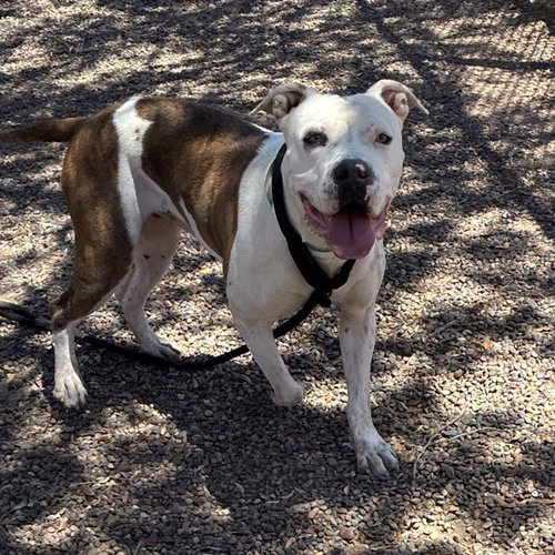 HOPE, an adoptable American Pit Bull Terrier in Phoenix, AZ