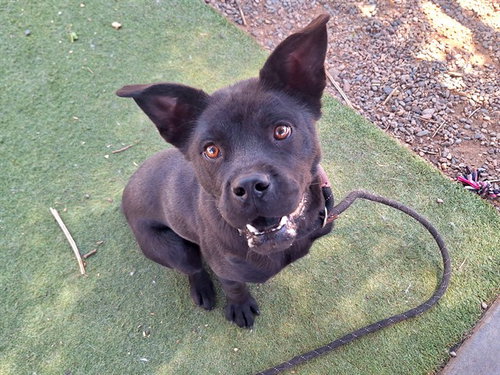 BLACKBERRY, an adoptable Chow Chow in Phoenix, AZ