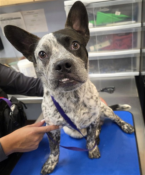 CRISP, an adoptable Queensland Heeler in Phoenix, AZ