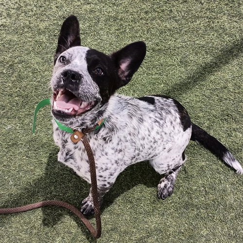 CRISP, an adoptable Queensland Heeler in Phoenix, AZ