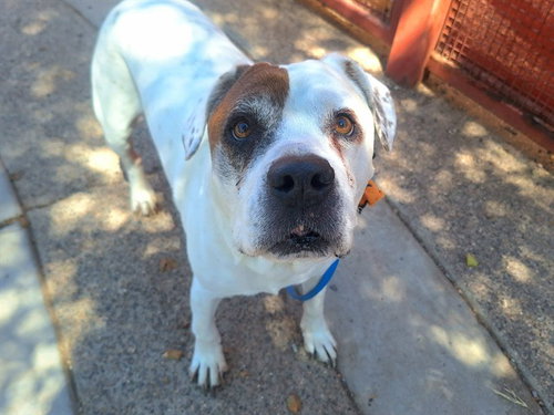 PETIE, an adoptable American Bulldog in Phoenix, AZ