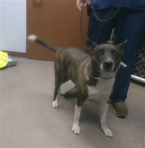 CHICO, an adoptable American Pit Bull Terrier in Phoenix, AZ
