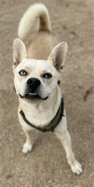 MOUSE, an adoptable Carolina Dog in Phoenix, AZ