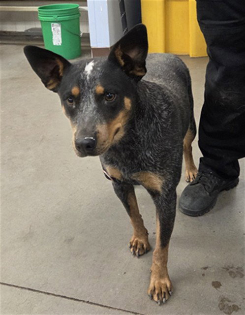 TAMMY, an adoptable Queensland Heeler in Phoenix, AZ