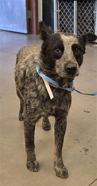 QUINOA, an adoptable Queensland Heeler in Phoenix, AZ