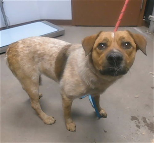 ZELDA, an adoptable Australian Cattle Dog in Phoenix, AZ