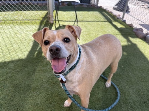 JACKSON, an adoptable Beagle in Phoenix, AZ