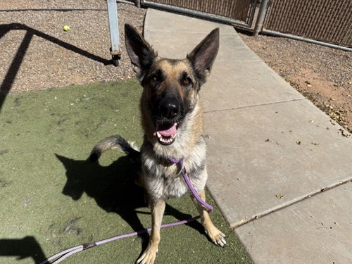 PALMA, an adoptable German Shepherd Dog in Phoenix, AZ