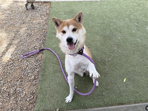 ROUROU, an adoptable Shiba Inu in Phoenix, AZ