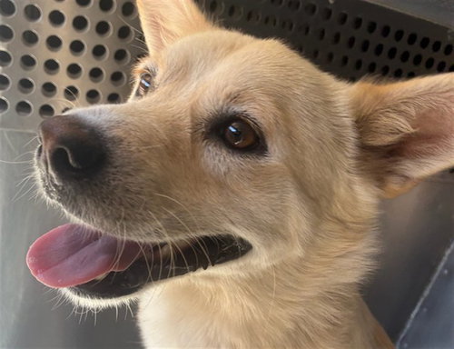 URAL, an adoptable American Eskimo Dog in Phoenix, AZ