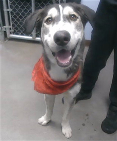 DOOP, an adoptable Alaskan Malamute in Phoenix, AZ