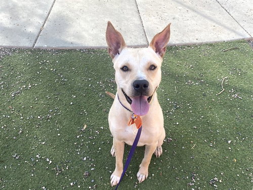 DUNE, an adoptable American Pit Bull Terrier in Phoenix, AZ