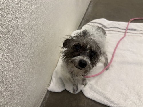 ATARI, an adoptable Cairn Terrier in Phoenix, AZ