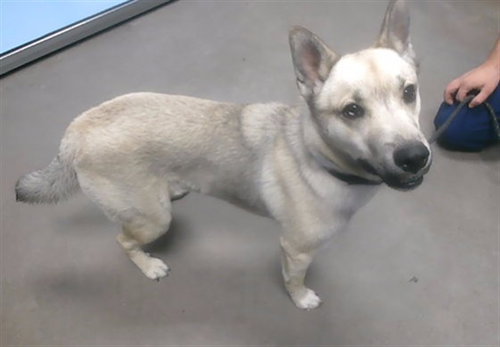 MISTER, an adoptable Shiba Inu in Phoenix, AZ