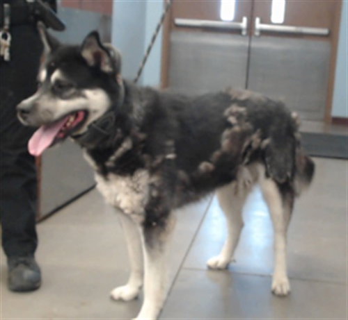 HUBBARD, an adoptable Alaskan Malamute in Phoenix, AZ