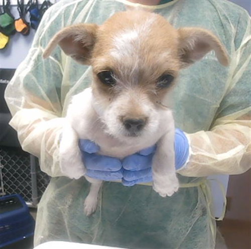 SUNNY, an adoptable Miniature Schnauzer in Phoenix, AZ