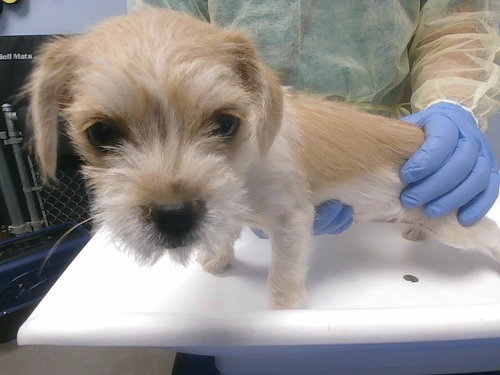 SYDNEY, an adoptable Miniature Schnauzer in Phoenix, AZ