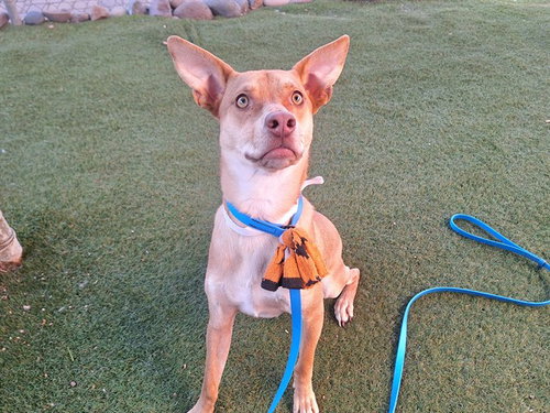 ALMOND, an adoptable Carolina Dog in Phoenix, AZ