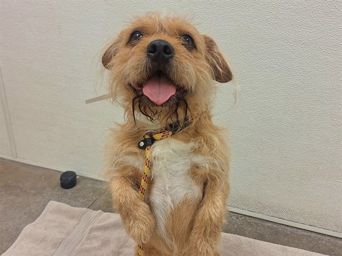 CHICO