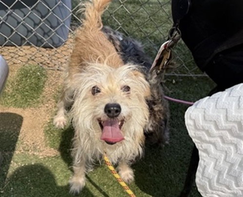 ESTELLE, an adoptable Cairn Terrier in Phoenix, AZ