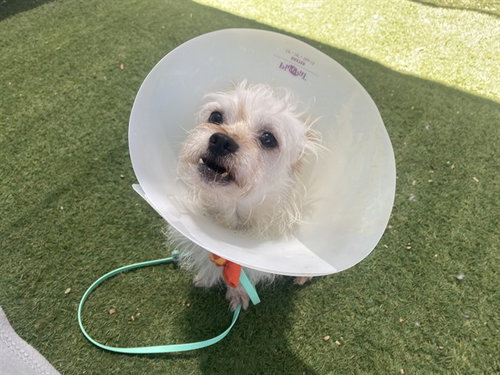 CHEESE, an adoptable Cairn Terrier in Phoenix, AZ