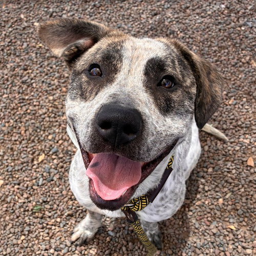 RIGBY, an adoptable German Shorthaired Pointer in Phoenix, AZ