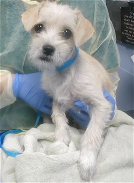 ANGEL, an adoptable Cairn Terrier in Phoenix, AZ
