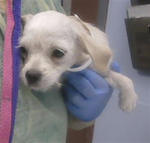 SALT, an adoptable Cairn Terrier in Phoenix, AZ