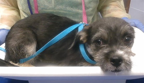 PEPPER, an adoptable Cairn Terrier in Phoenix, AZ