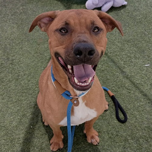 WINSTON, an adoptable Rhodesian Ridgeback in Phoenix, AZ