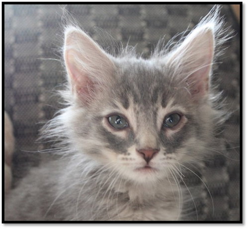 ARLO, Baby Domestic Short Hair (medium coat), cat for adoption in Buckeye, Arizona